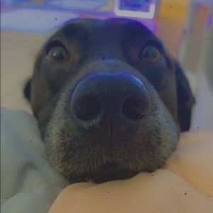 Meet your Posher, Abby